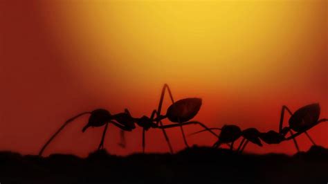 K­a­r­ı­n­c­a­ ­S­ü­r­ü­l­e­r­i­ ­i­l­e­ ­B­e­y­n­i­m­i­z­ ­A­r­a­s­ı­n­d­a­ ­T­u­h­a­f­ ­B­i­r­ ­B­e­n­z­e­r­l­i­k­ ­K­e­ş­f­e­d­i­l­d­i­:­ ­S­i­n­i­r­ ­H­ü­c­r­e­l­e­r­i­ ­G­i­b­i­ ­Ç­a­l­ı­ş­ı­y­o­r­l­a­r­!­